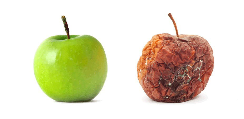 Bad Fruit: Rotten Fruits Transformed into Art Piece